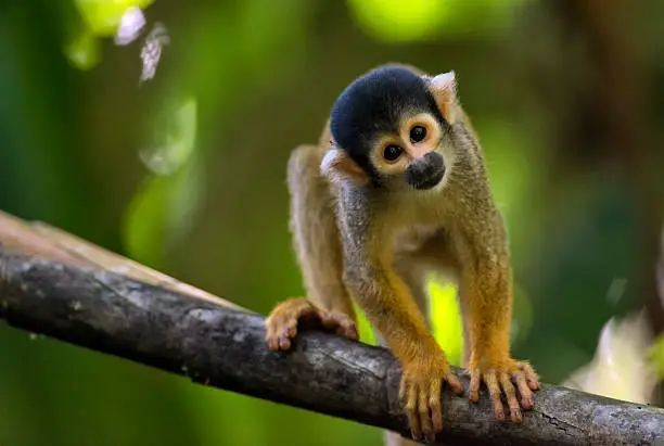 Squirrel monkey