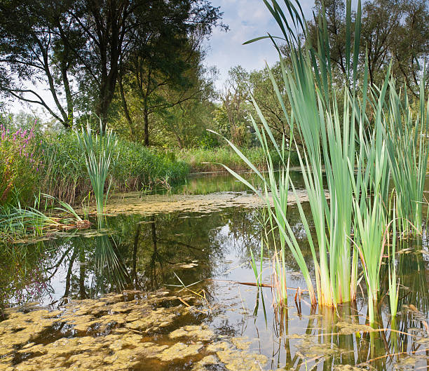 istock Lake with still water and reed on a sunny day 521151217