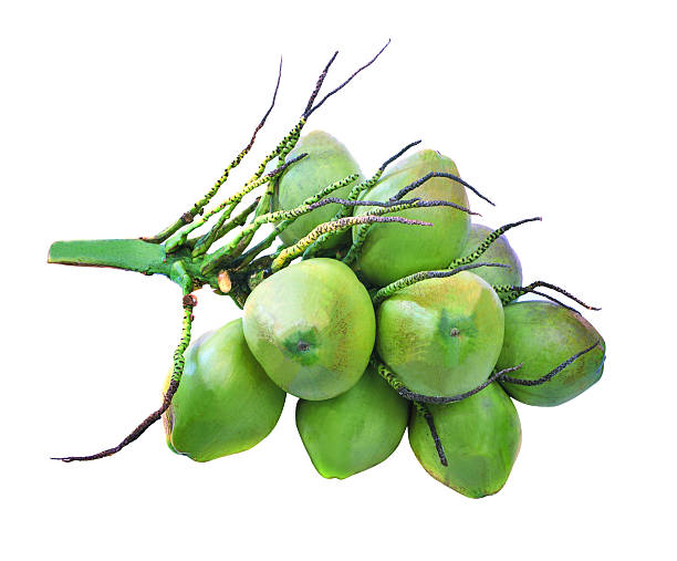 istock Bunch of green coconut group isolated white background 521151453