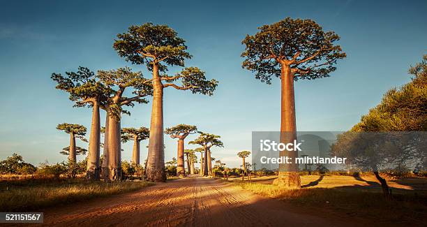 Baobabs Stock Photo - Download Image Now - Africa, Baobab Tree, Madagascar