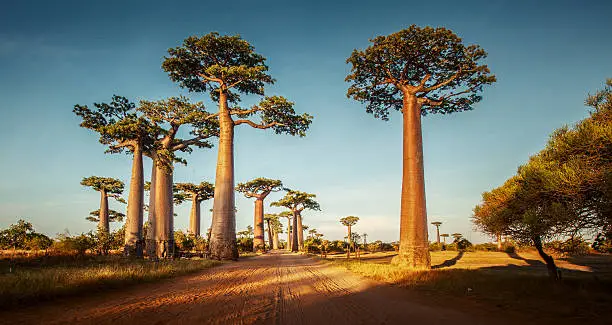 Photo of Baobabs