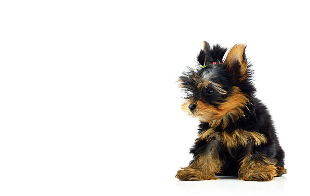 istock Pyppy of the Yorkshire Terrier 521152585