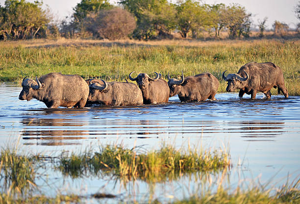 Buffalo crossing river in single file, Botswana, Africa