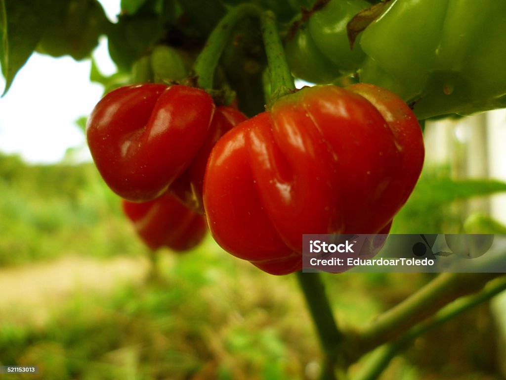 Pequena, tomates-cereja - Foto de stock de Antioxidante royalty-free