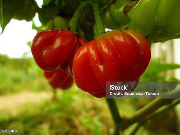 Foto de Pequena Tomatescereja e mais fotos de stock de Antioxidante - Antioxidante, Colher - Atividade agrícola, Comida