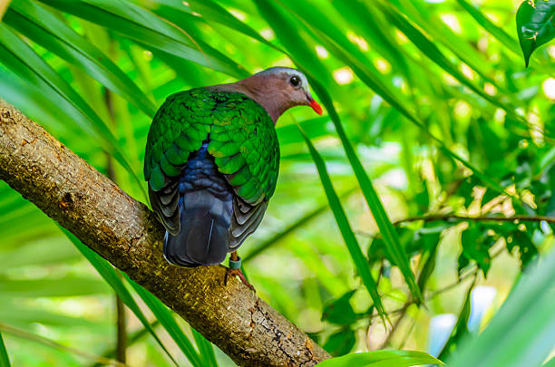istock Emerald dove or Green Pigeon 521153487