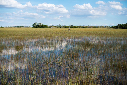 Beautiful Wetland Swamps with white clouds in the background.