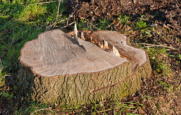 istock Only the stump remains of the big tree 521154107