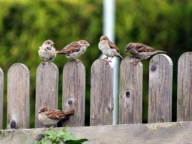 Five sparrow fledglings sitting on a fence