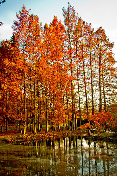 istock Trees in Japanese Garden 521154995