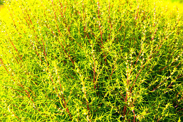 istock Close up of green kochia 521155359