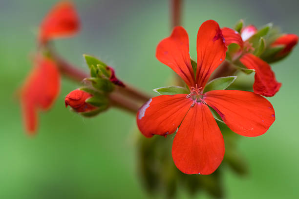 istock Flower of Pelargonium inquinans, GERANIACEAE 521155731