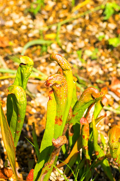 istock Sarracenia minor, Sarraceniaceae, North America Southeastern 521156465