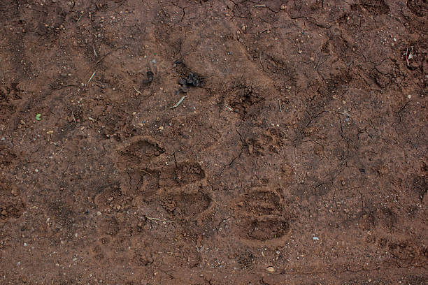 istock Cattle footprint on the ground 521156897