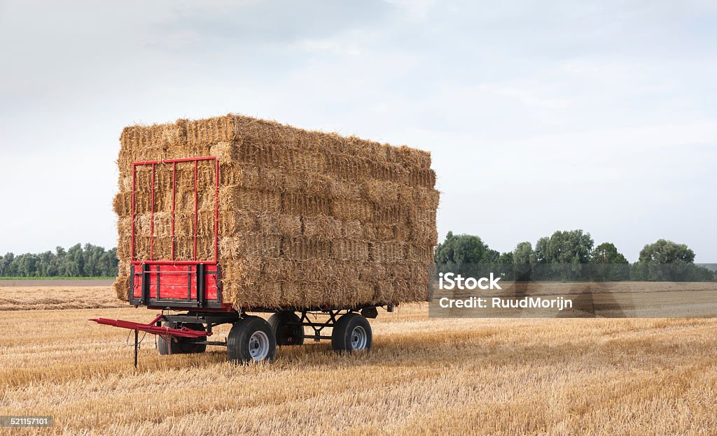 Agricultural wagon with straw packages in the field after harves Agricultural wagon with stacked straw bales in the field waiting for transport. Agriculture Stock Photo