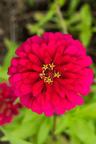 istock Shine red zinnia flower 521158179