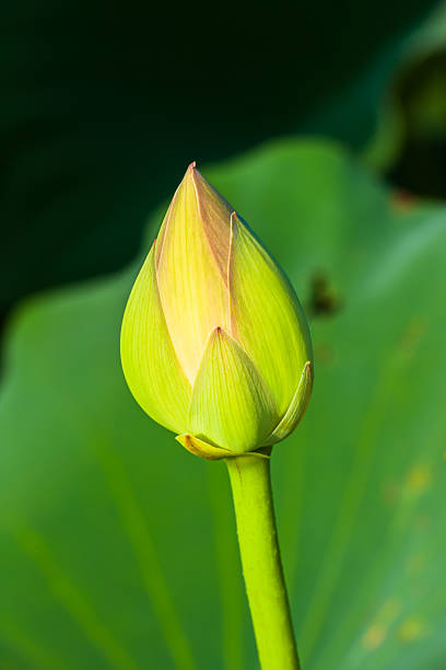 istock Bud of the white lotus flower 521158333