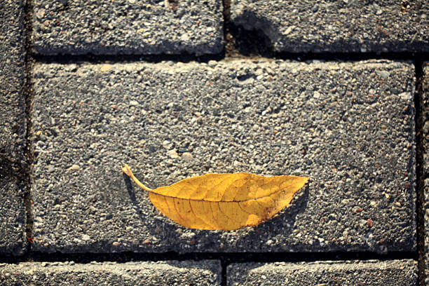 yellow autumn leaves on the pavement