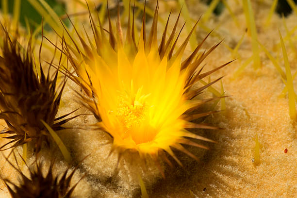 istock Flower of Echinocactus grusonii, Cactaceae, Mexico 521178757