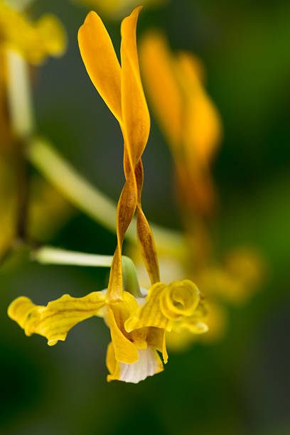 Dendrobium tangerinum, New Guinea Island