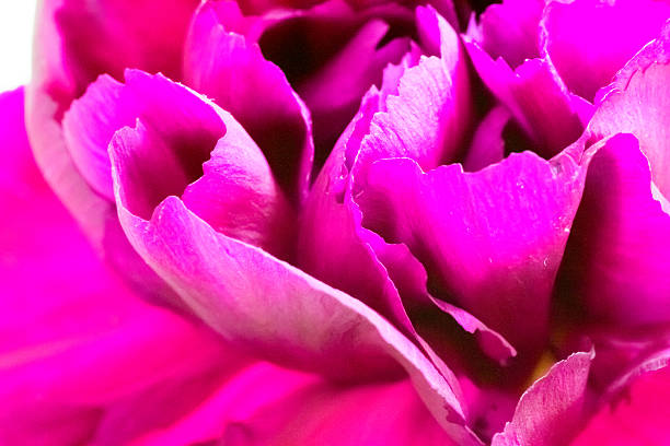 istock Close up of red purple carnation 521179205