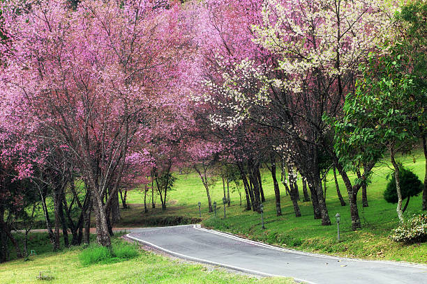 Cherry Blossom Pathway in ChiangMai, Thailand
