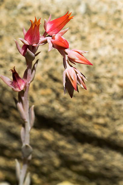 istock Echeveria runyonii, Crassulaceae 521180675