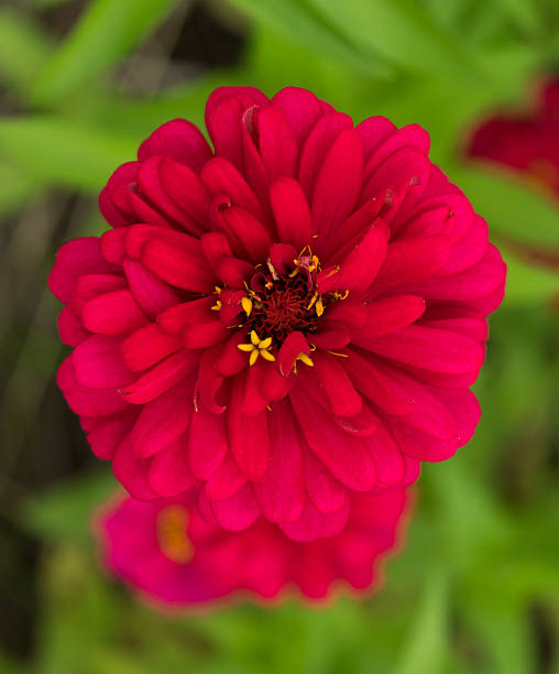 istock Shine red zinnia flower 521181019