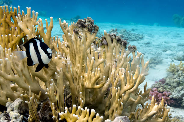 istock Tropical Fish and Coral Ree 521181381