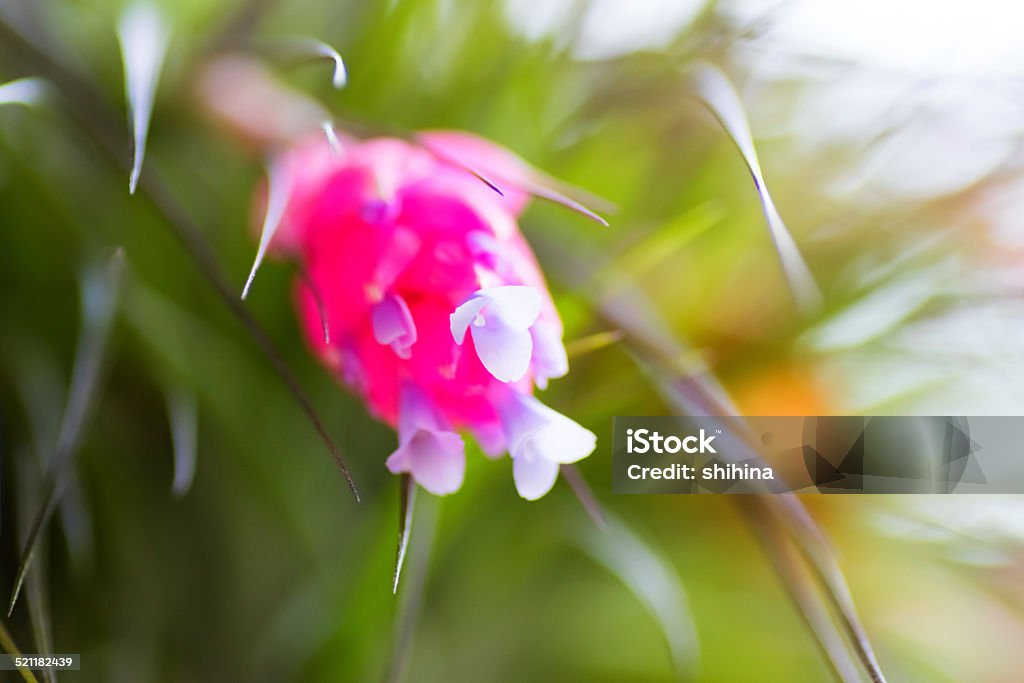 Tillandsia stricta, Bromeliaceae, tropical America Bromeliad Stock Photo