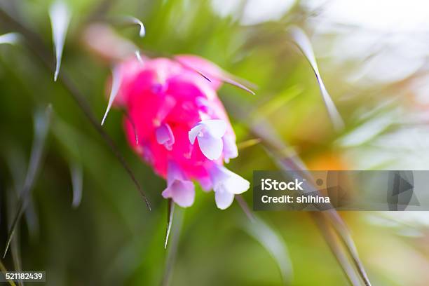 Tillandsia Stricta Bromeliaceae Tropical America Stock Photo - Download Image Now - Bromeliad, Close-up, Day
