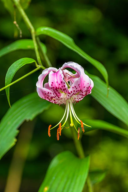 lilium speciosum, giappone, endemico delle specie in pericolo d'estinzione (vu) classe ii - specie in pericolo destinzione foto e immagini stock