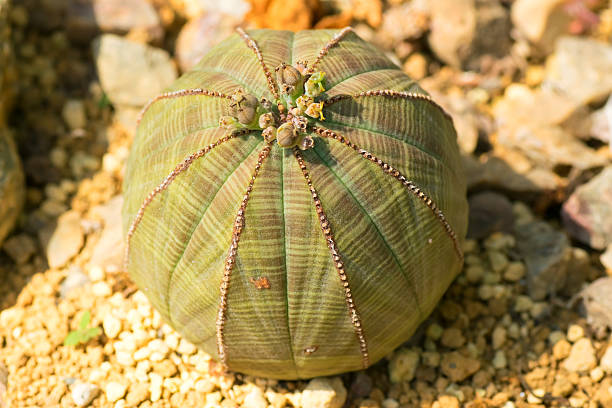 Euphorbia obesa, Euphorbiaceae, South Africa Euphorbia obesa, Euphorbiaceae, South Africa euphorbiaceae stock pictures, royalty-free photos & images