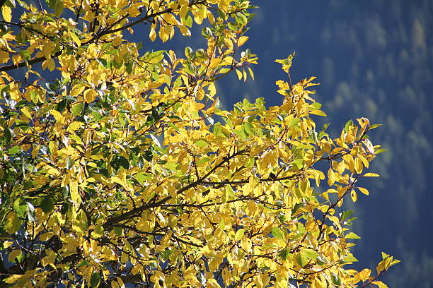가을 낙엽 아름다운 색상 in blue sky - wood paint photographic effects high contrast 뉴스 사진 이미지