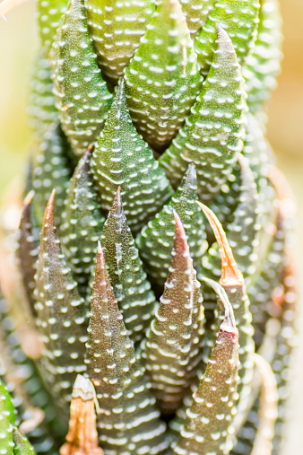 Close up of Haworthia reinwardtii, Liliaceae, southern Africa, Cape