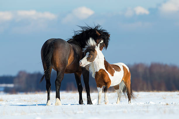 Let me tell you a secret- close up shot of two ponies appearing to be whispering to each other as they stand outdoors in a field in the English countryside.
