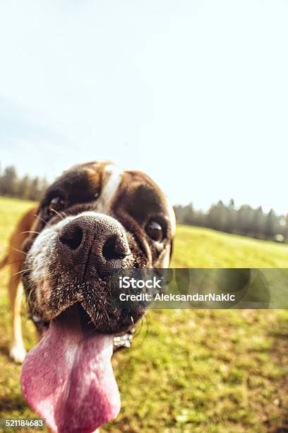 Curious Little Explorer Stock Photo - Download Image Now - Animal, Animal Mouth, Animal Nose