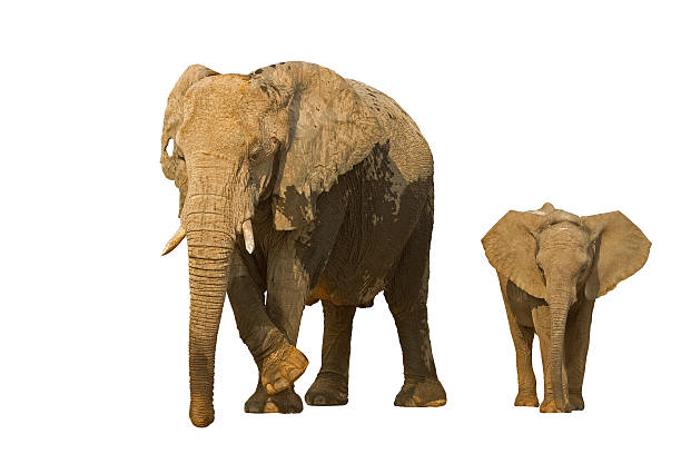 istock Elephant cow with baby 521184757