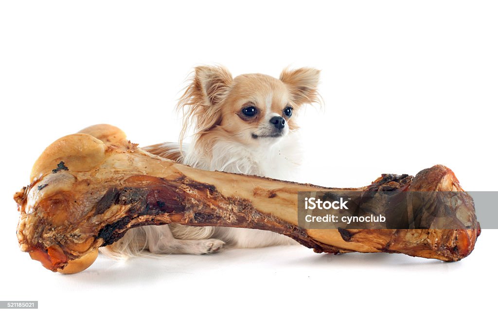 chihuahua and bone chihuahua and bone in front of white background Dog Bone Stock Photo