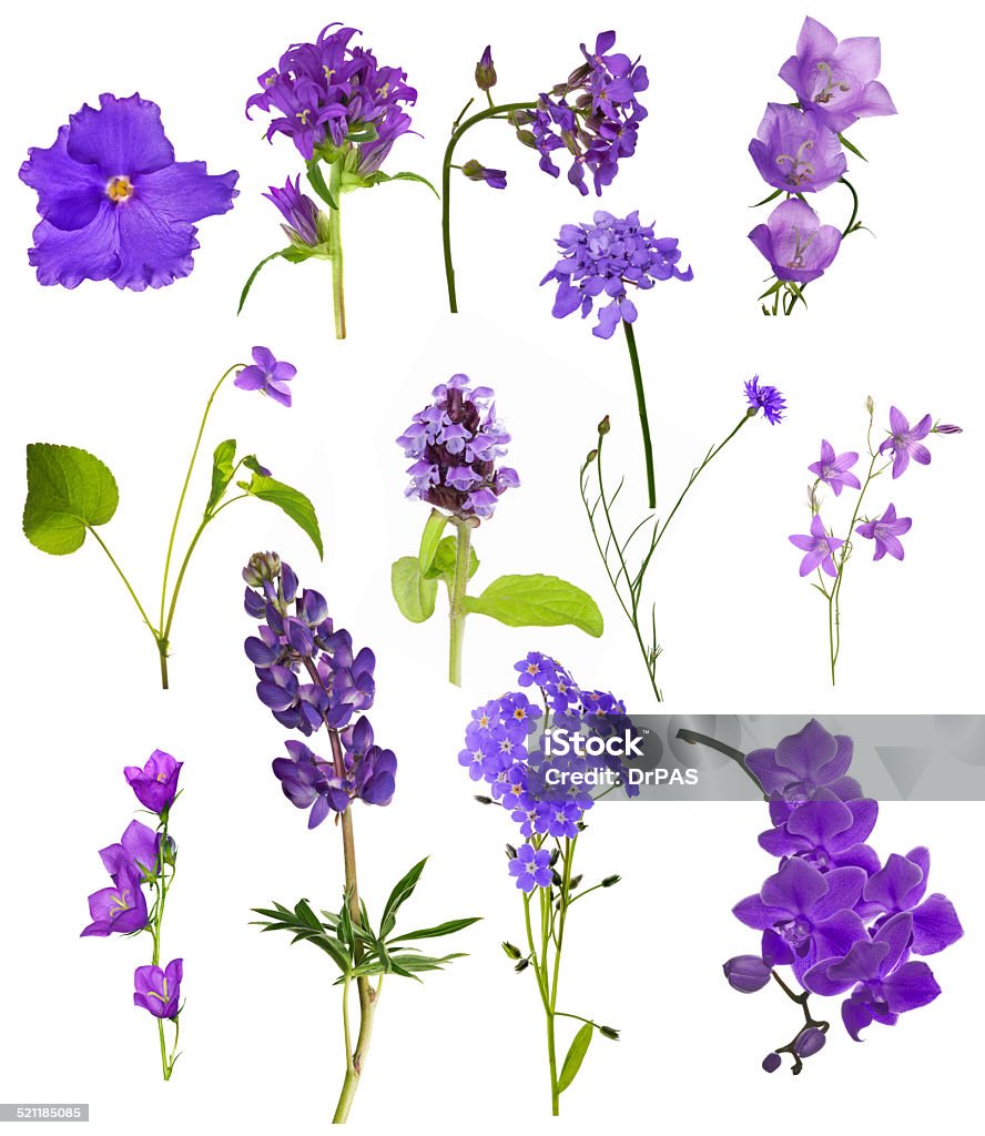 set of thirteen lilac flowers isolated on white set of lilac flowers isolated on white background Blue Stock Photo