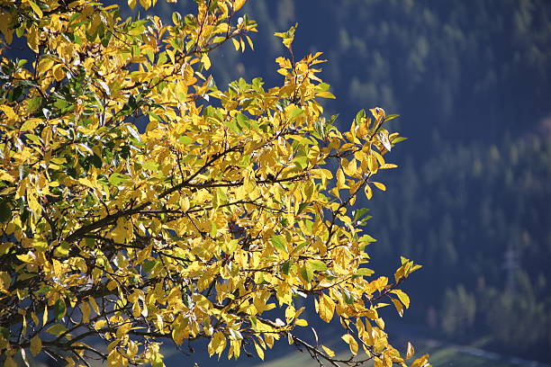 가을 낙엽 아름다운 색상 햇빛 - wood paint photographic effects high contrast 뉴스 사진 이미지