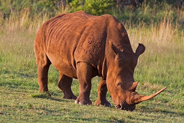 White Rhinocerus stock photo