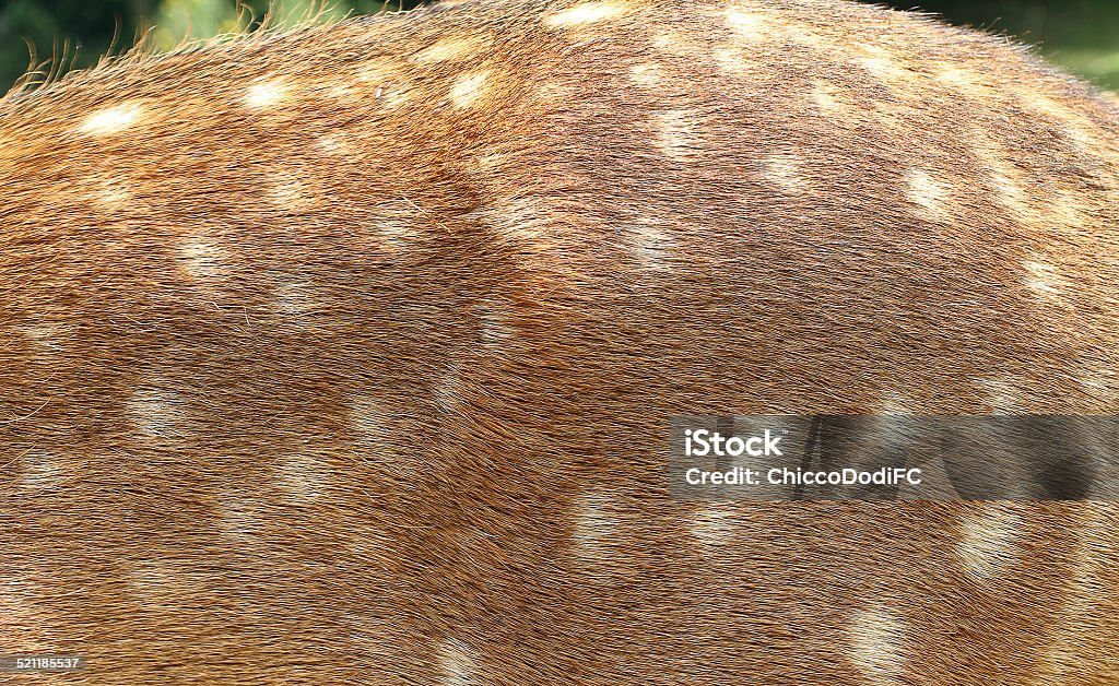spotted fur of young deer in the wild brown spotted fur of young deer Animal Stock Photo