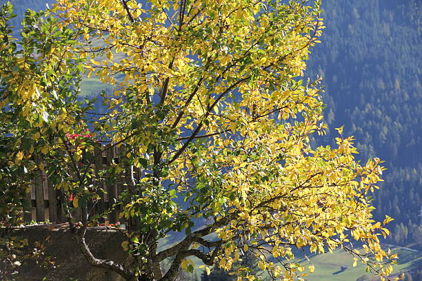가을 낙엽 아름다운 색상 햇빛 - wood paint photographic effects high contrast 뉴스 사진 이미지