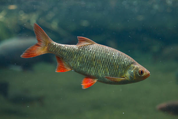 A Common Rudd 110+ bildbanksfoton, bilder och royaltyfria bilder med Common Rudd ...