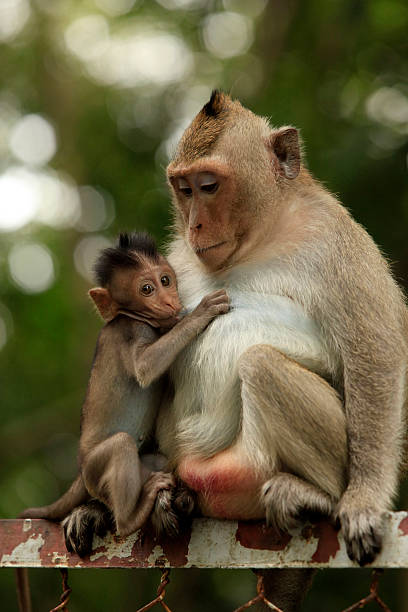 istock Family of monkeys 521198549