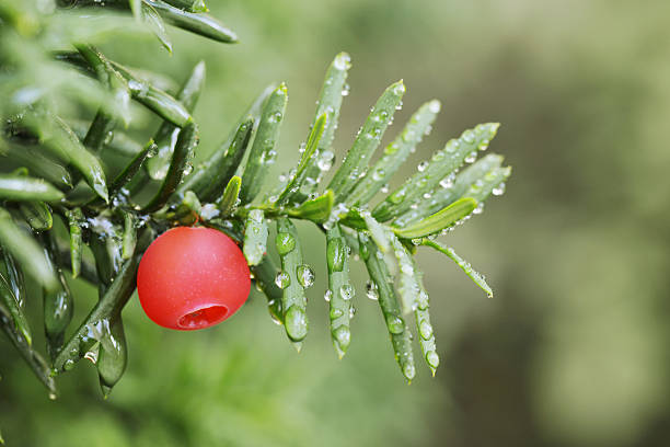 1 100 Conifer With Red Berries Taxus Baccata Stock Photos Pictures 1 100 Conifer With Red Berries Taxus Baccata Stock Photos Pictures