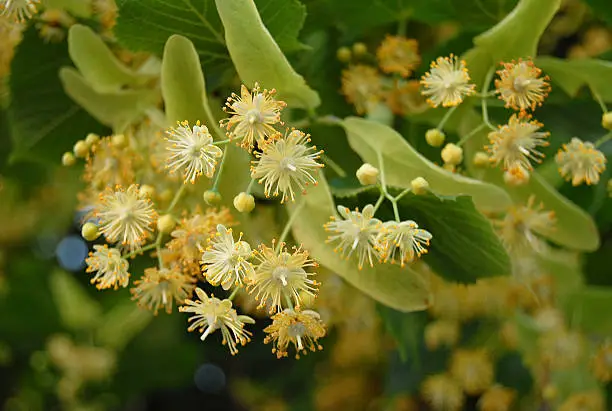 fragrant linden flowers blooming in the early spring