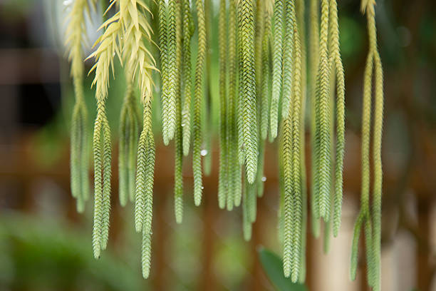 A beautiful texture of green fern.
