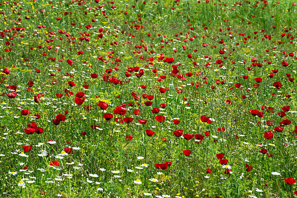 istock Poppy and daisy flowers 521200304